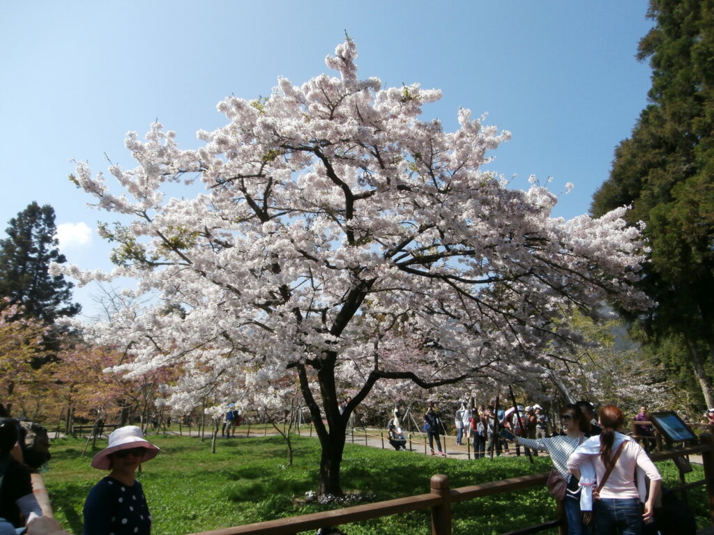 阿里山櫻花