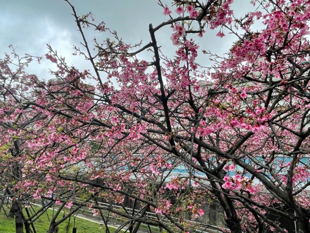 內湖樂活公園賞櫻