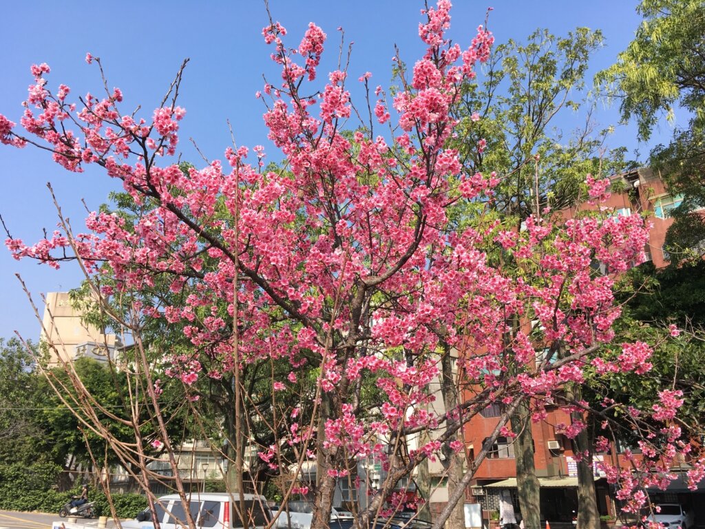 北投天母磺溪彩虹步道櫻花