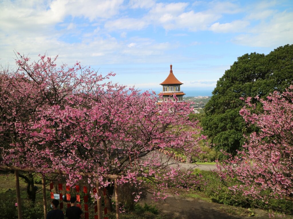 淡水天元宮賞櫻