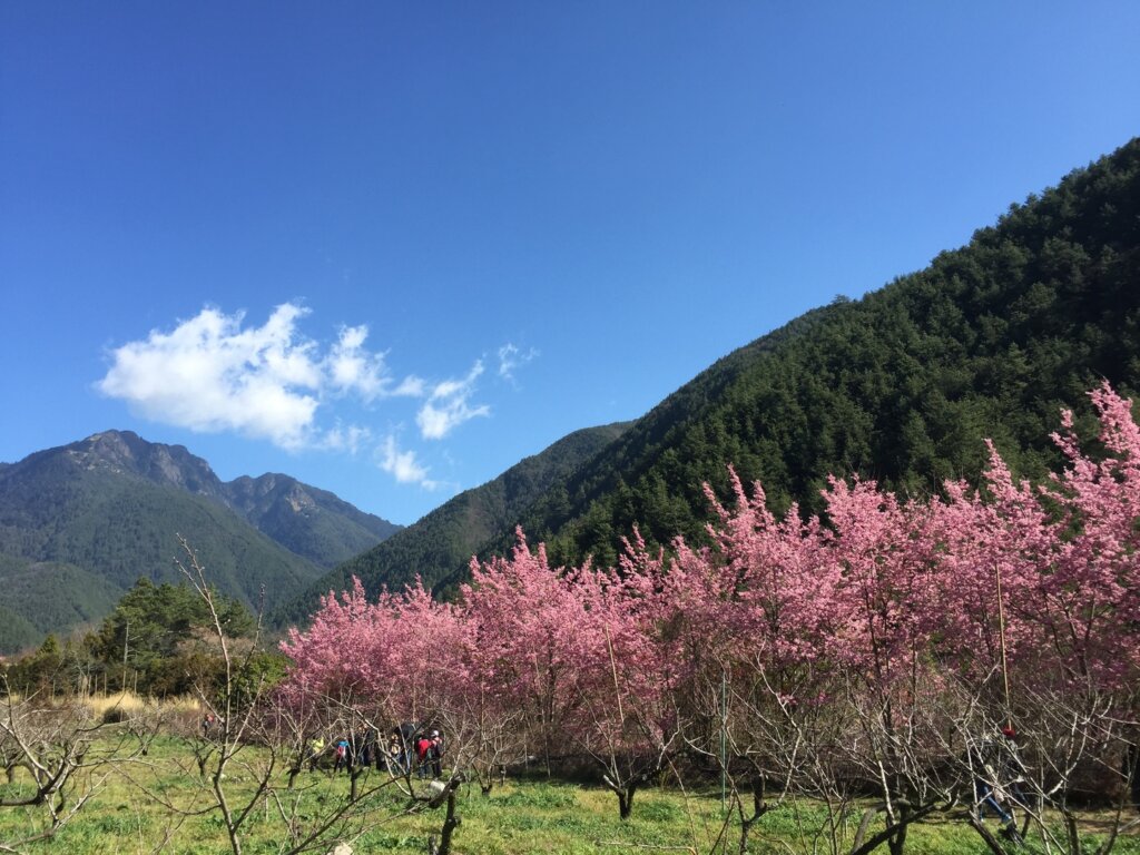 武陵農場櫻花
