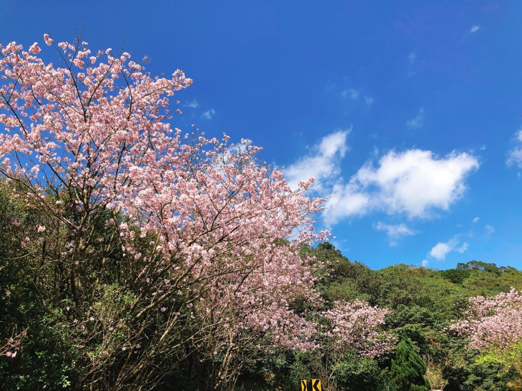 陽明山櫻花
