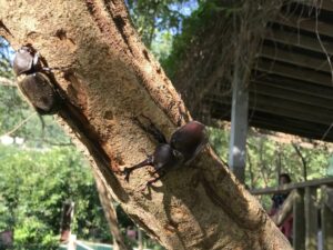 八里桃樂絲柚香農場